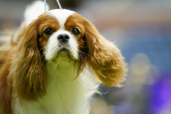 Kennel cavalier hotsell
